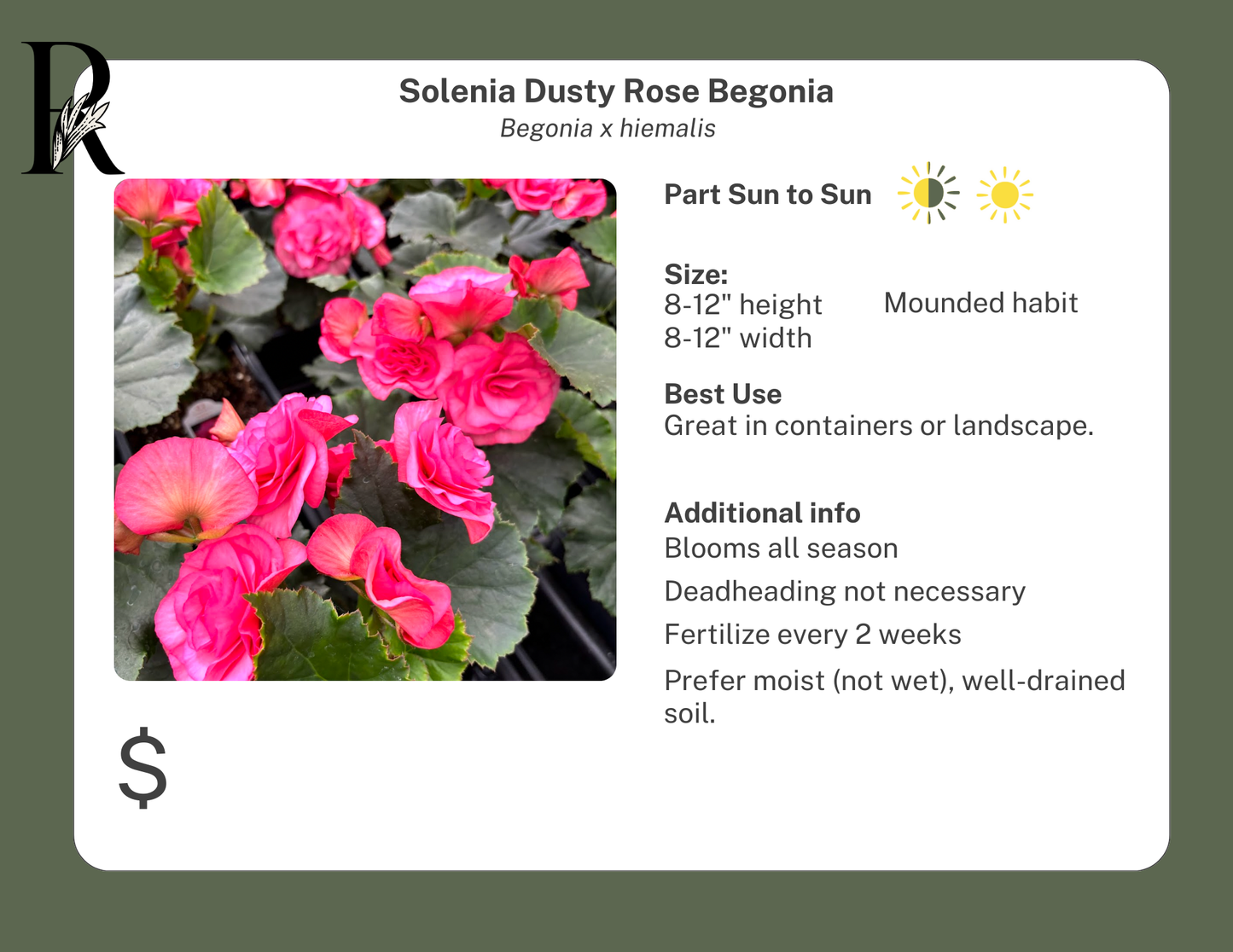 Solenia Dusty Rose Begonia