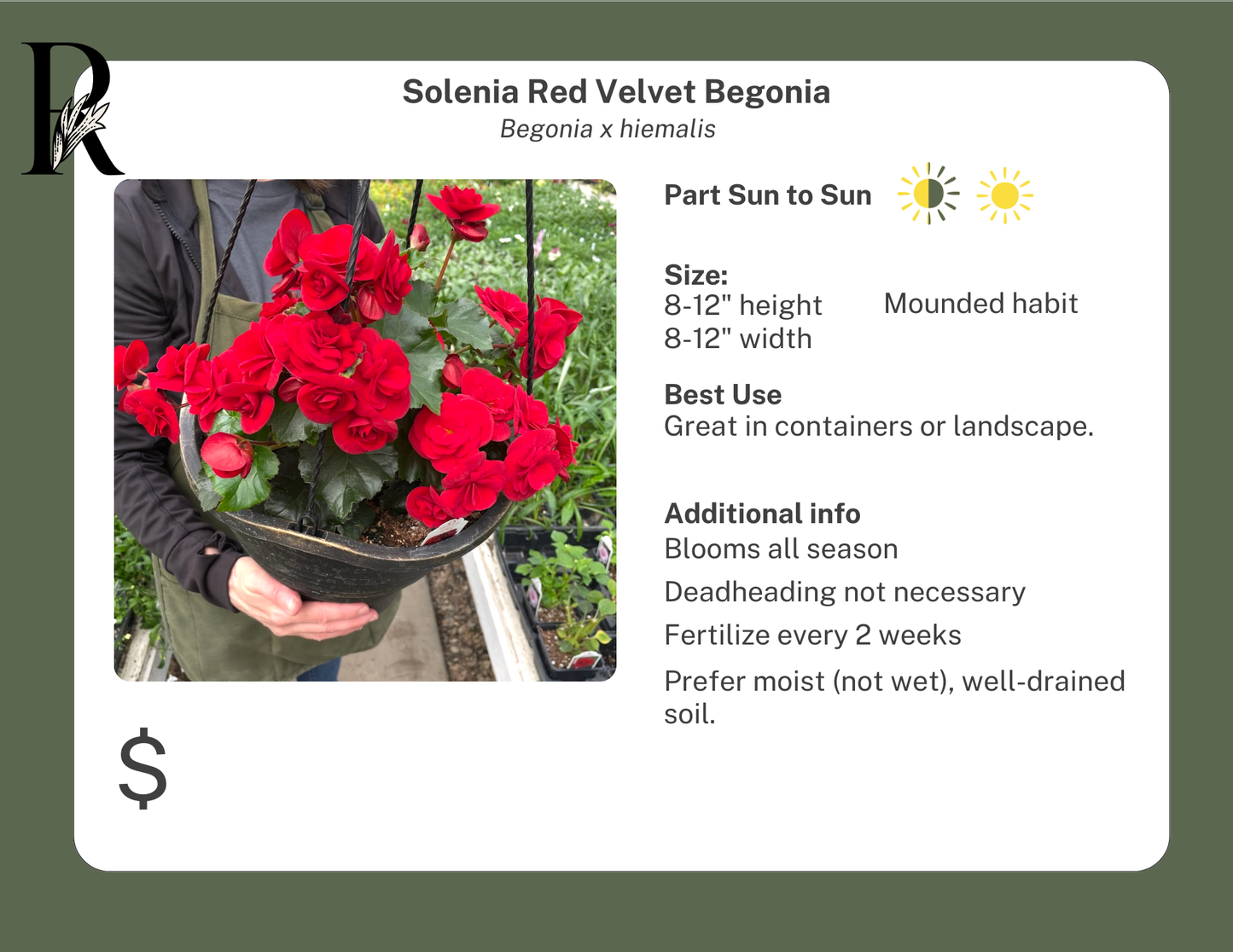 Solenia Red Velvet Begonia
