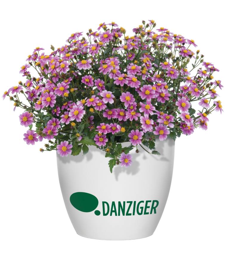 Pretty in Pink Bidens