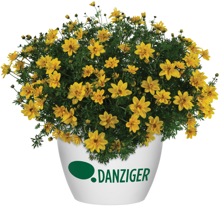 Sunshine Double Bidens