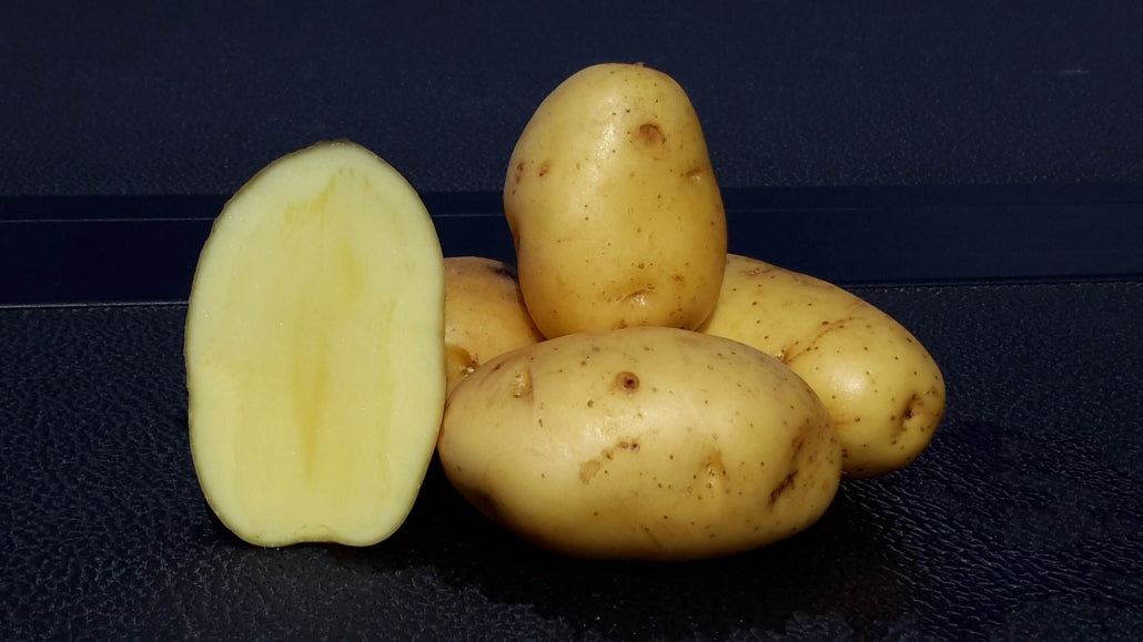 Bintje Potato Seed