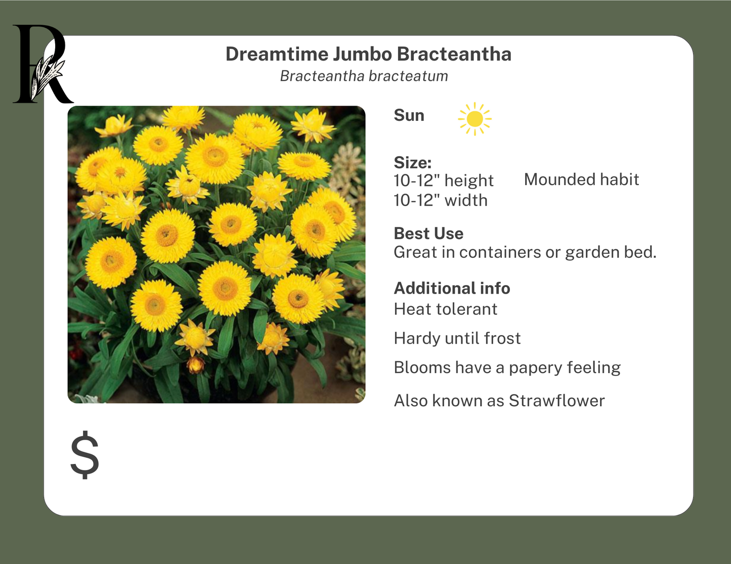 Dreamtime Jumo Rose Bracteantha