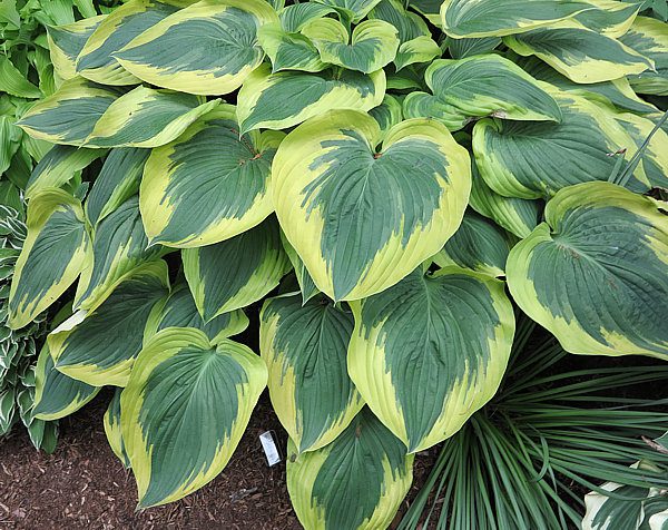 Brother Stefan Hosta