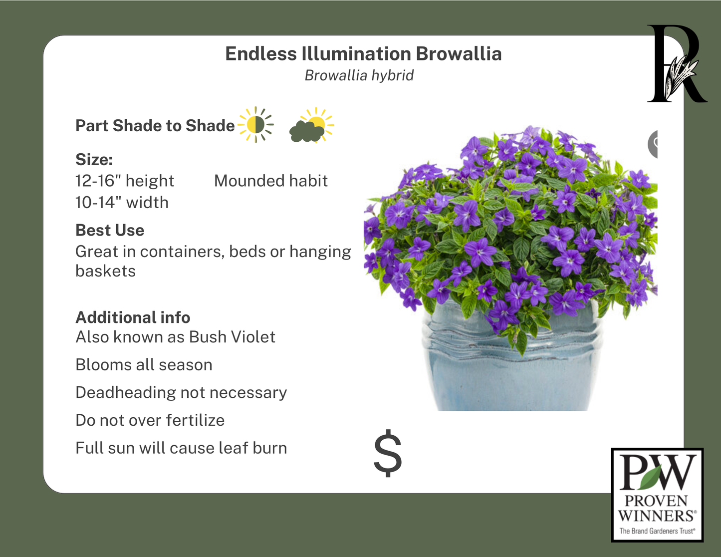 Endless Illumination Browallia (Proven Winners)