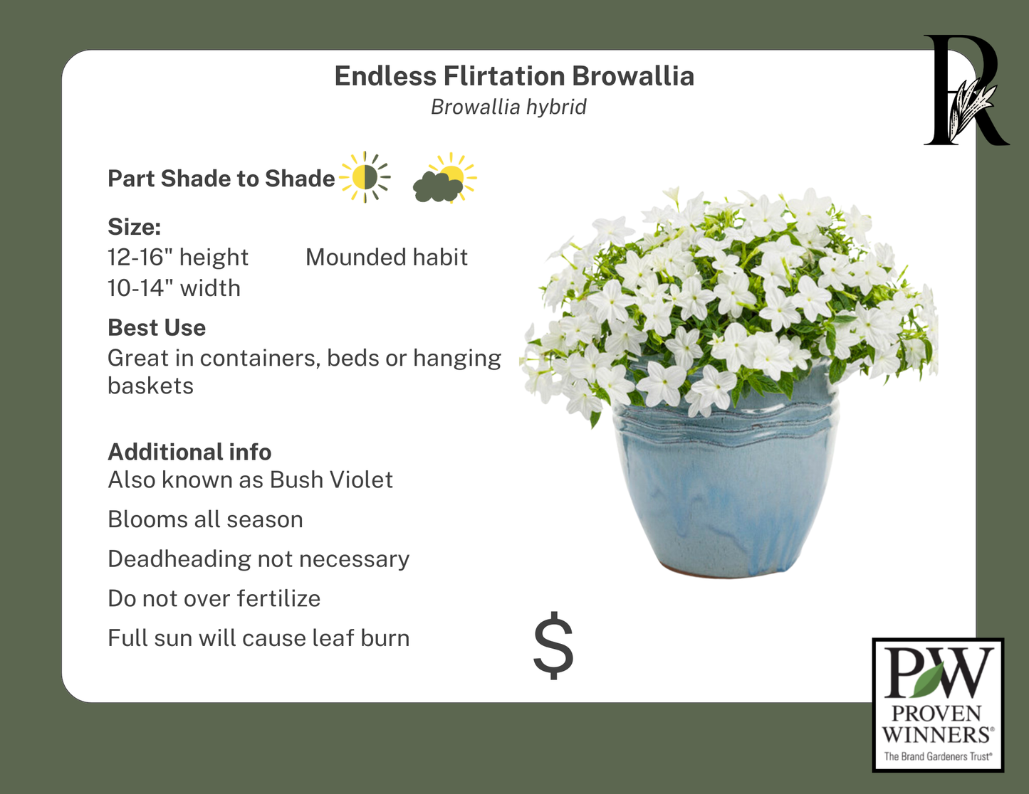 Endless Flirtation Browallia (Proven Winners)