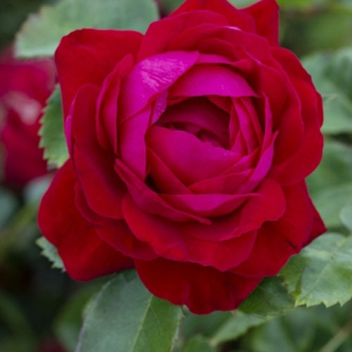 49th Parallel Canadian Shield Rose