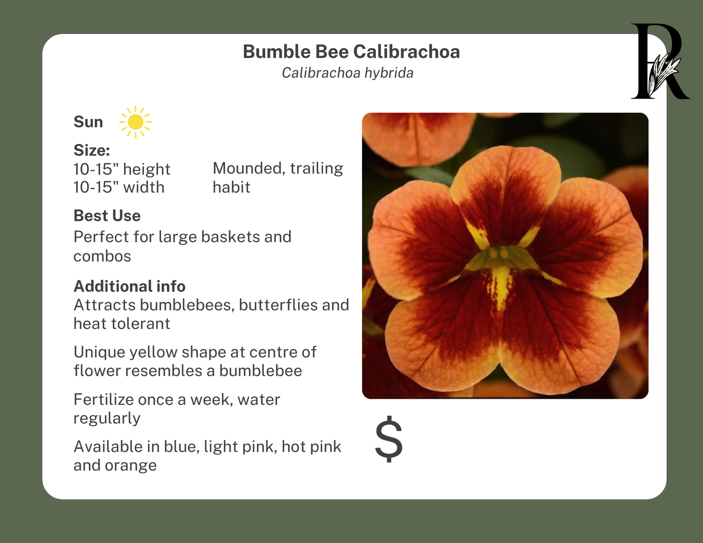 Bumble Bee Orange Calibrachoa