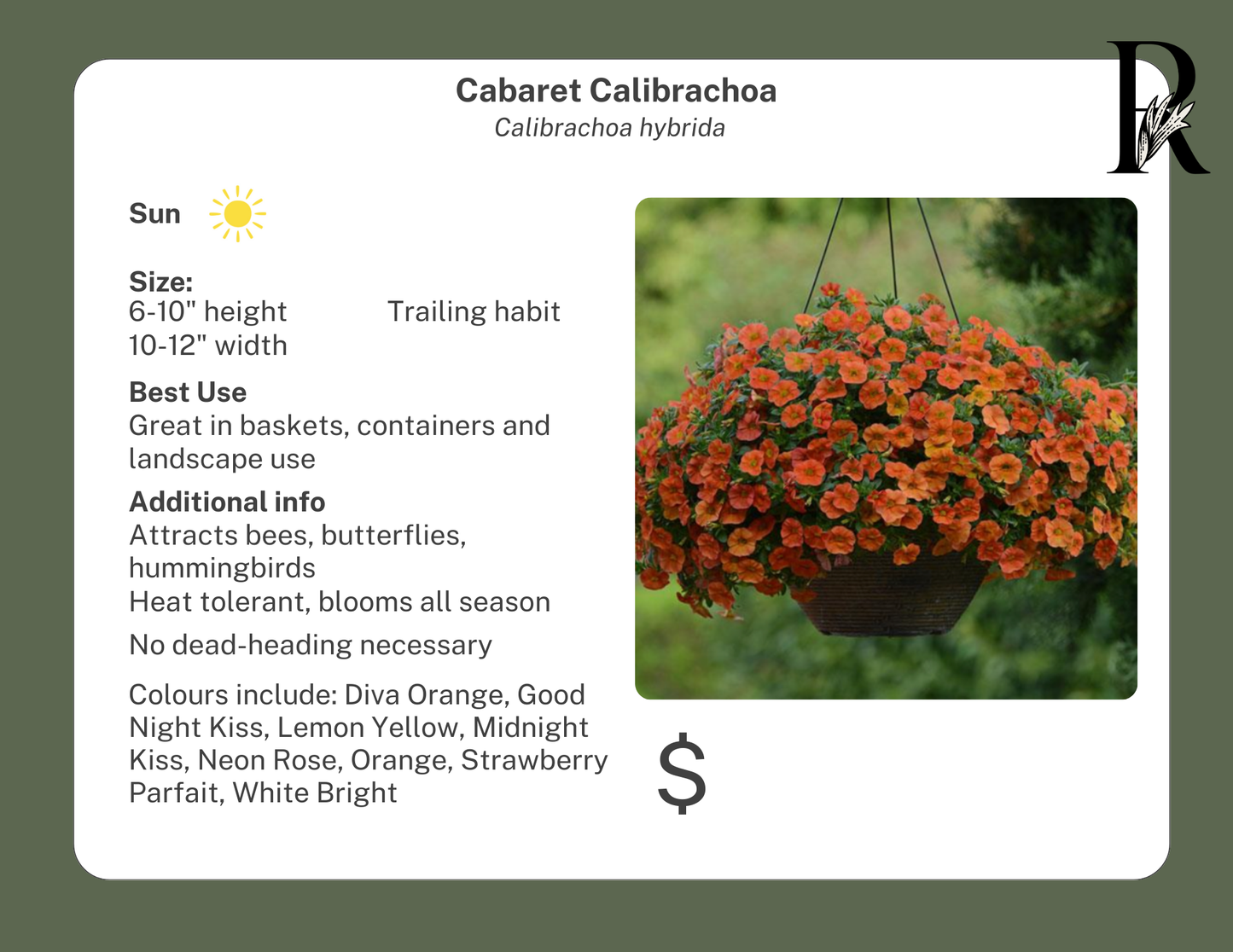 Cabaret Calibrachoa Neon Rose