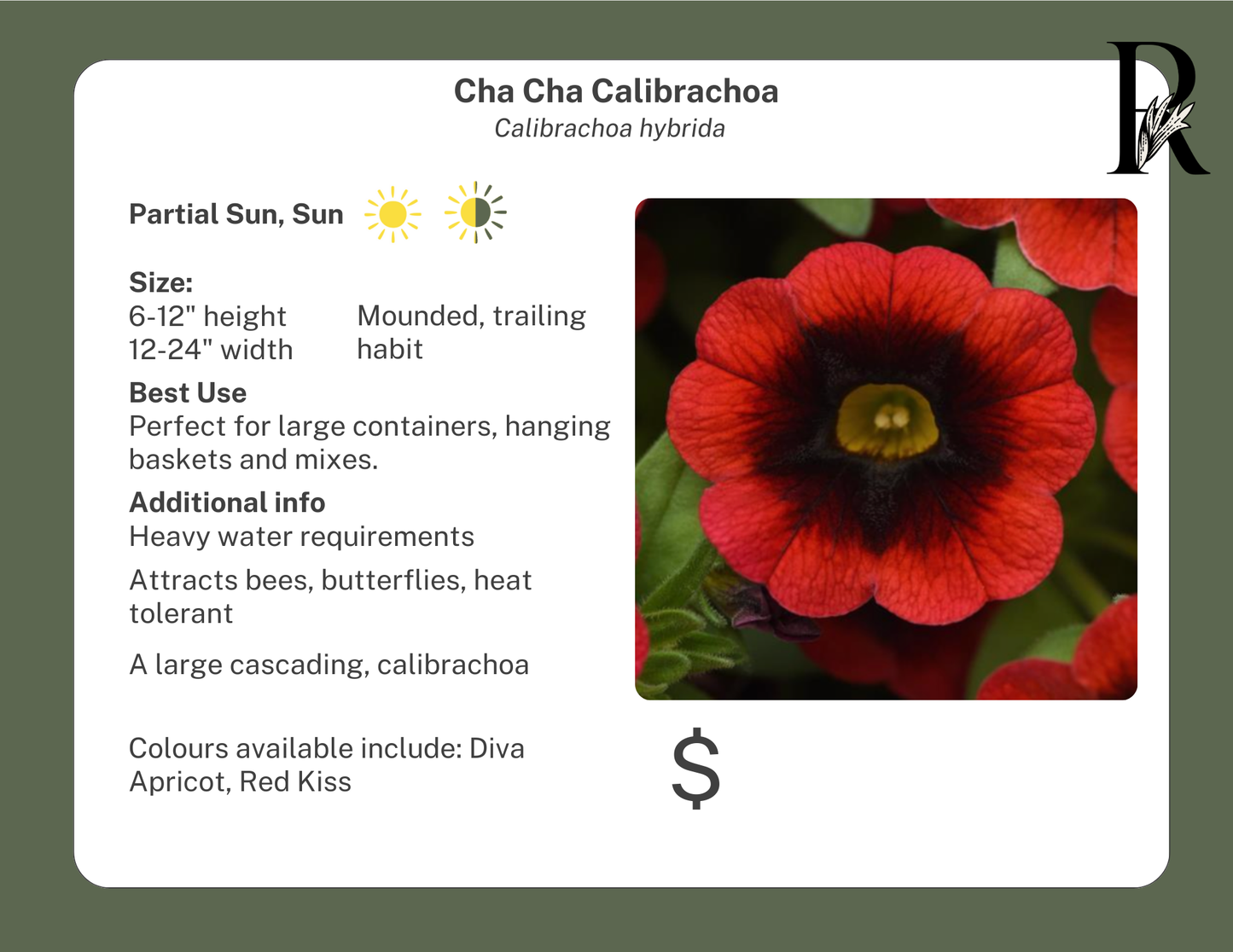 Cha Cha Calibrachoa Diva Apricot