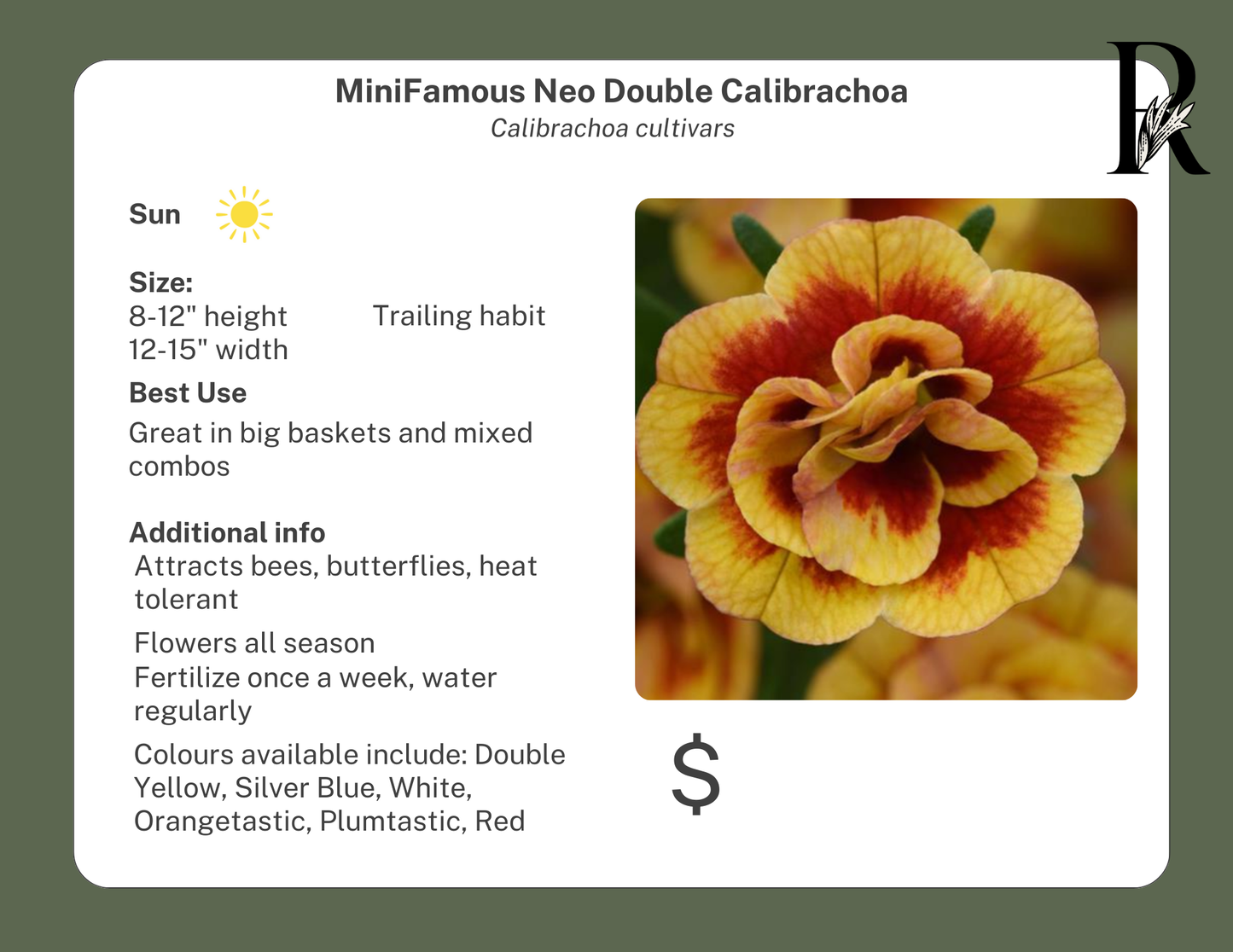 NEW! MiniFamous Neo Calibrachoa Rose Flash