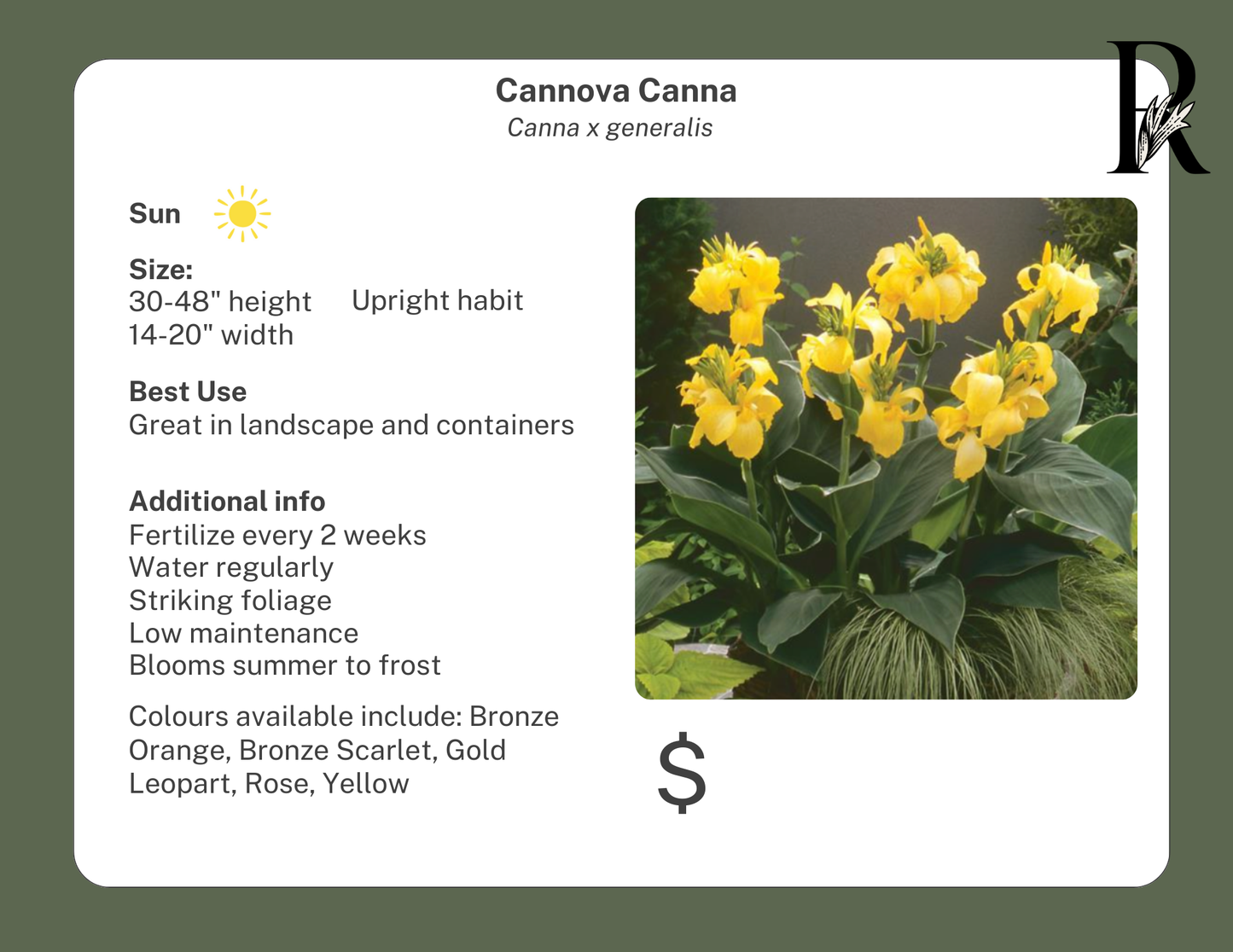 Canna Cannova Bronze Scarlet