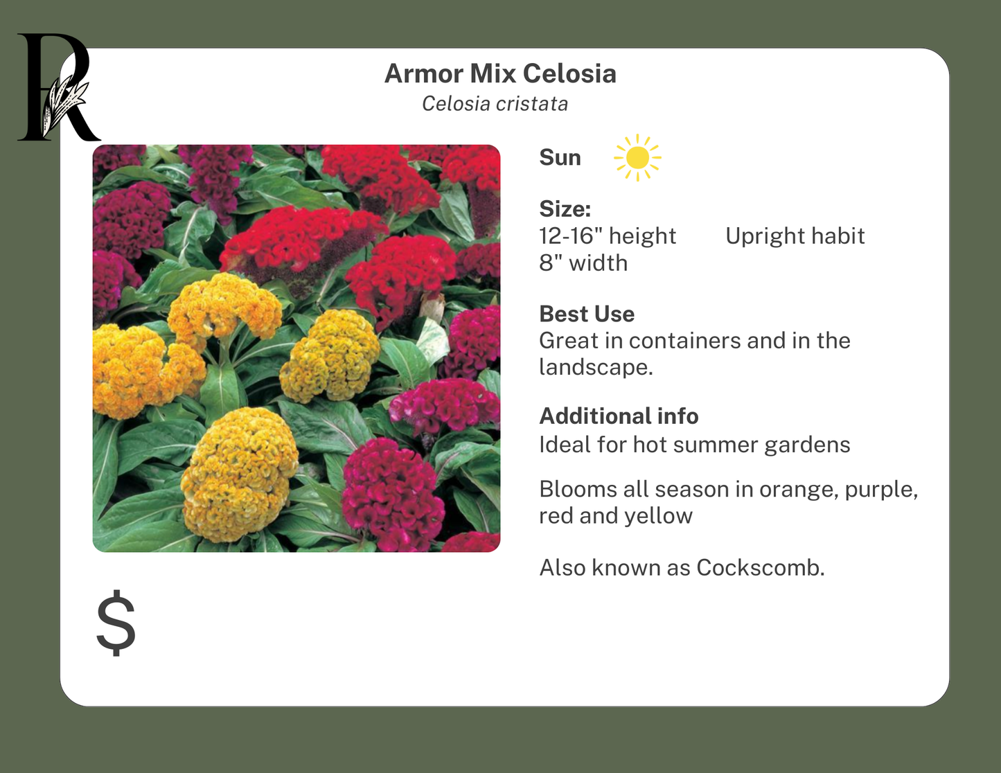 Celosia Armor Mix