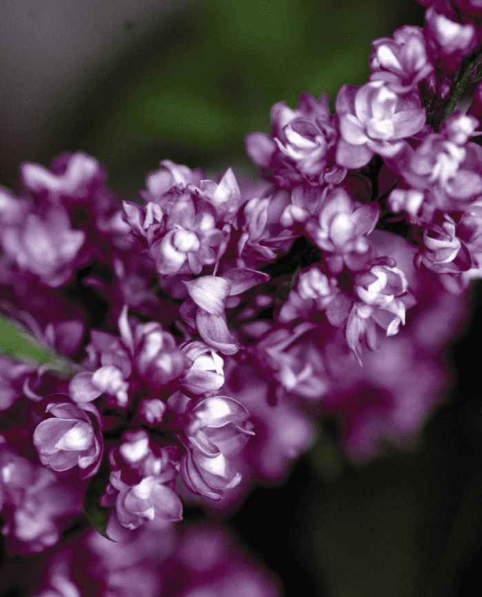 Charles Joly French Lilac