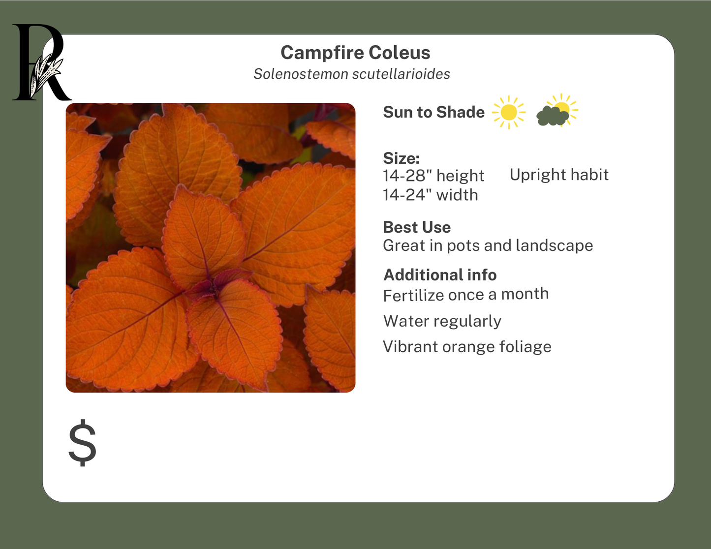 Campfire Coleus