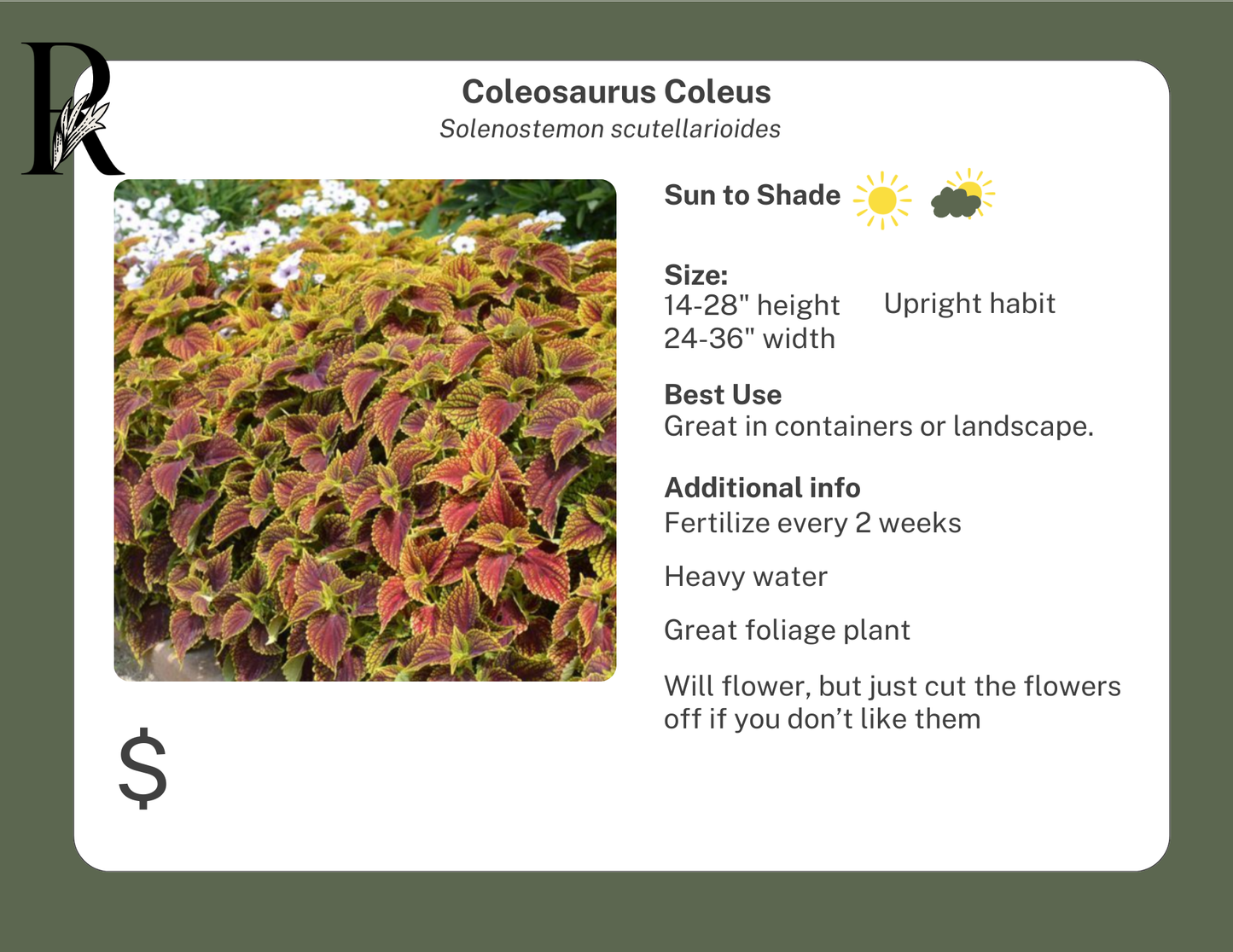 Coleosaurus Coleus