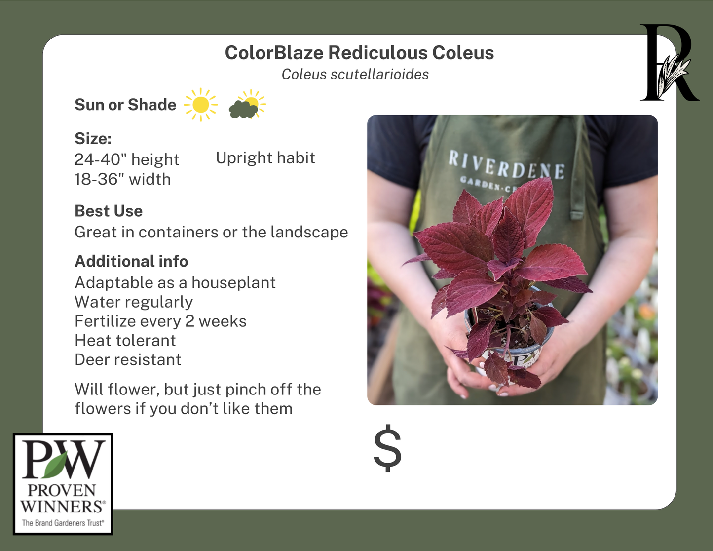 ColorBlaze Rediculous Coleus (Proven Winners)