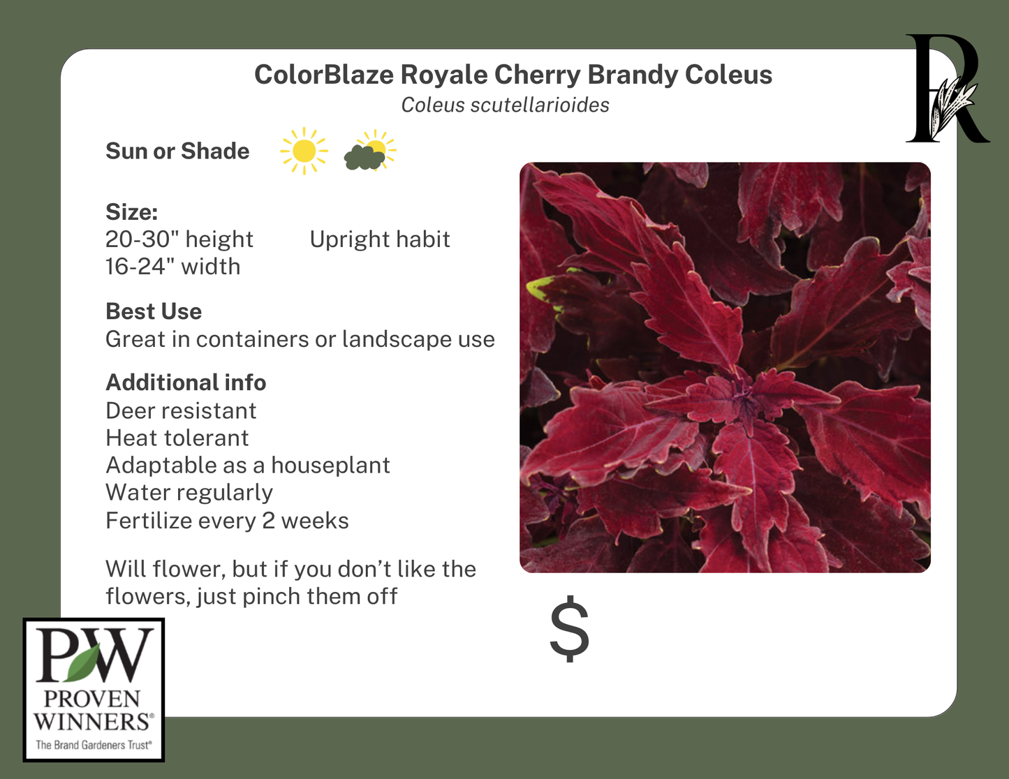 ColorBlaze Royale Cherry Brandy Coleus (Proven Winners)