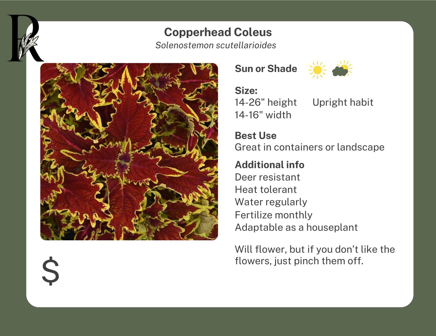 Ignite Copperhead Coleus