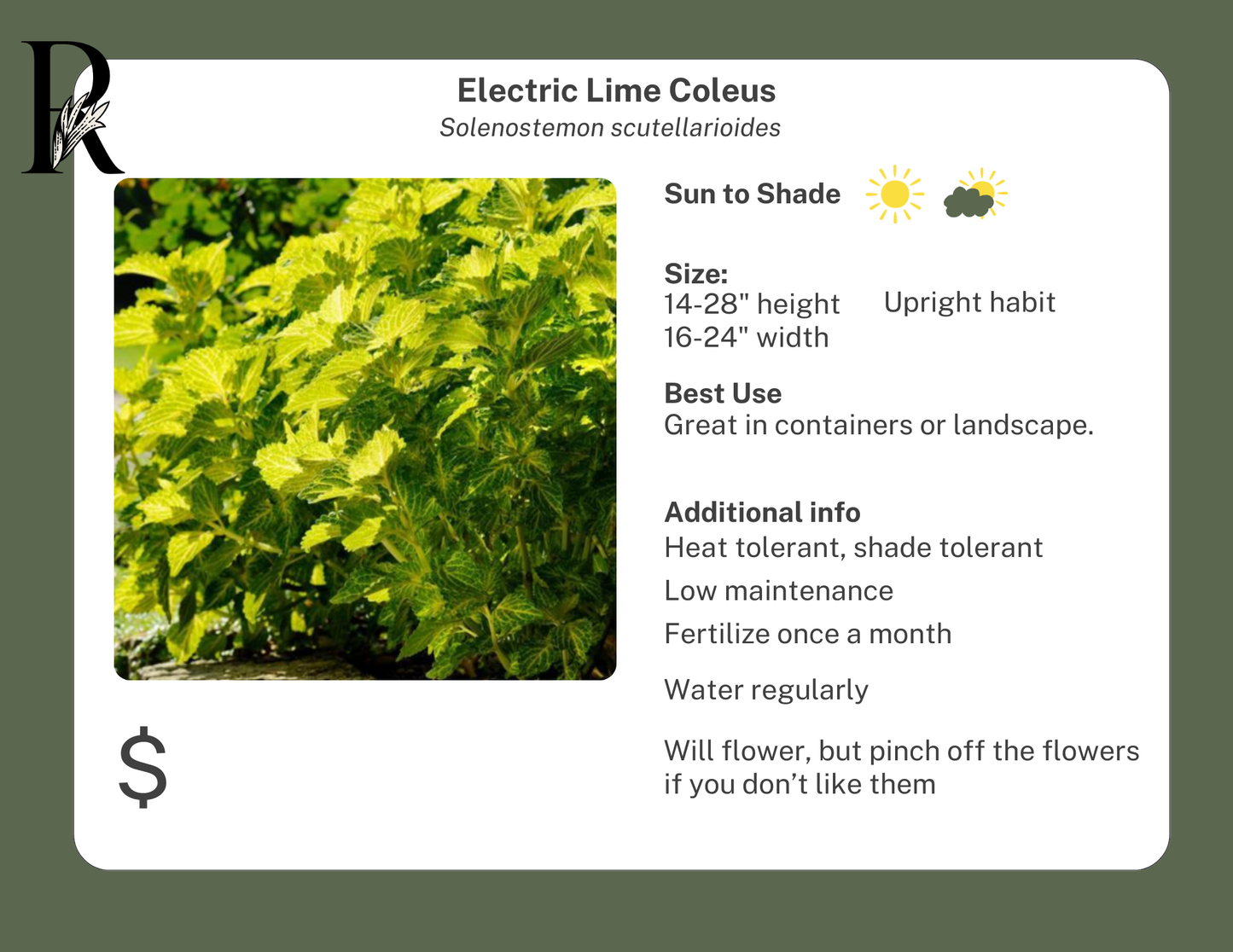 Electric Lime Coleus
