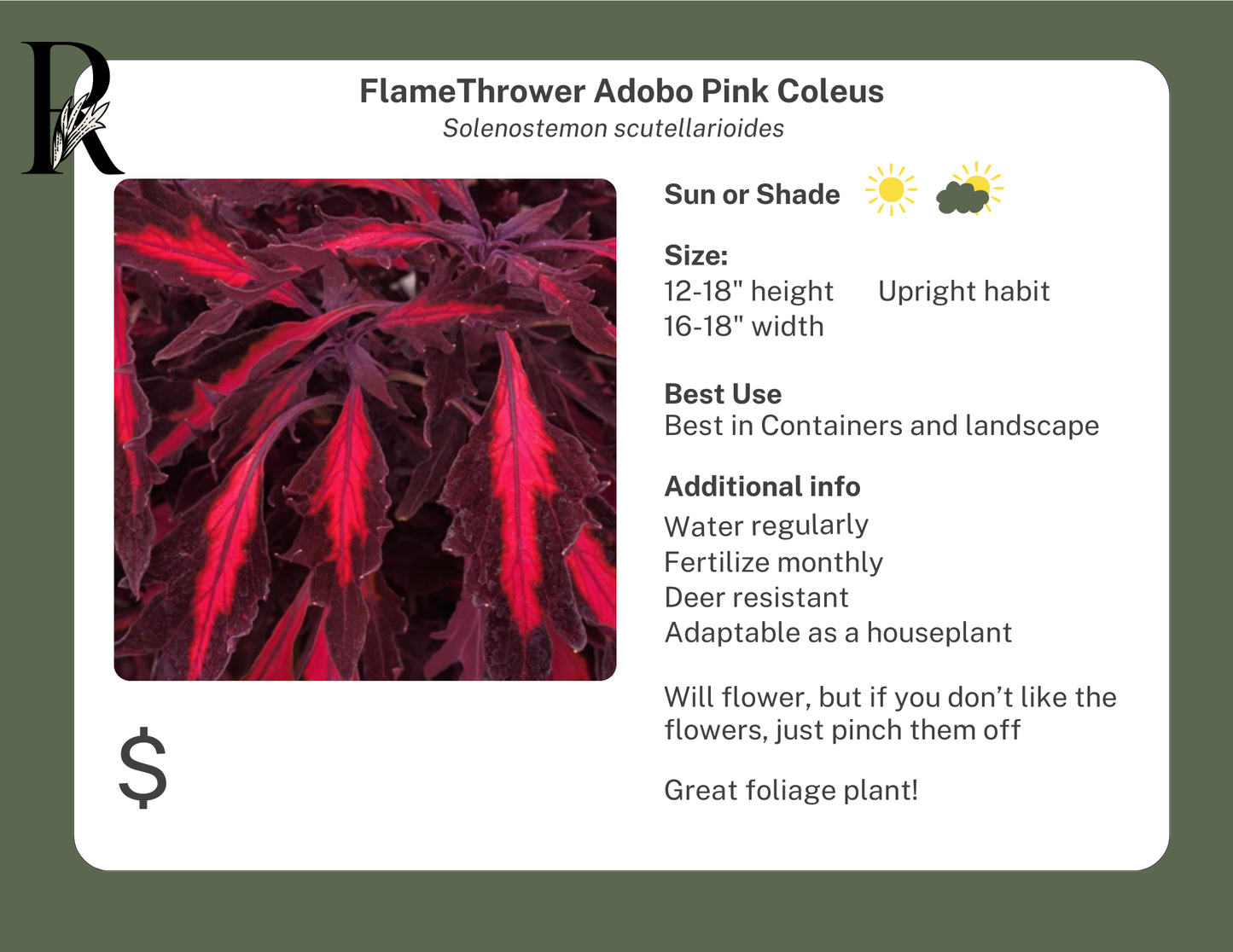 FlameThrower Adobo Pink Coleus
