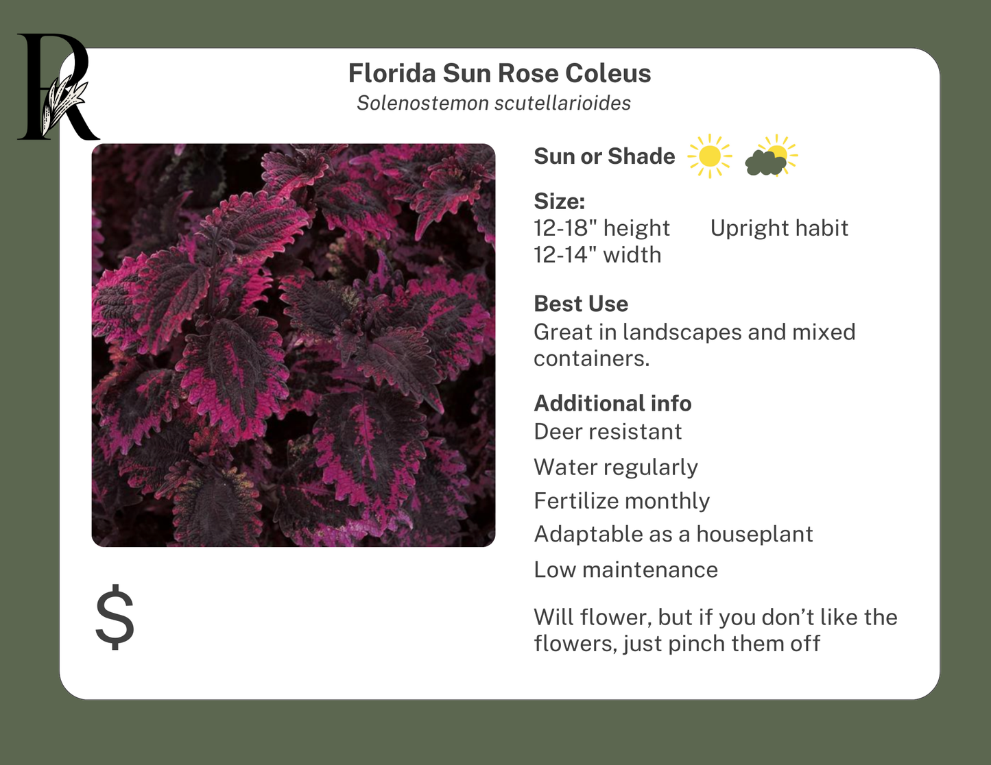 Florida Sun Rose Coleus