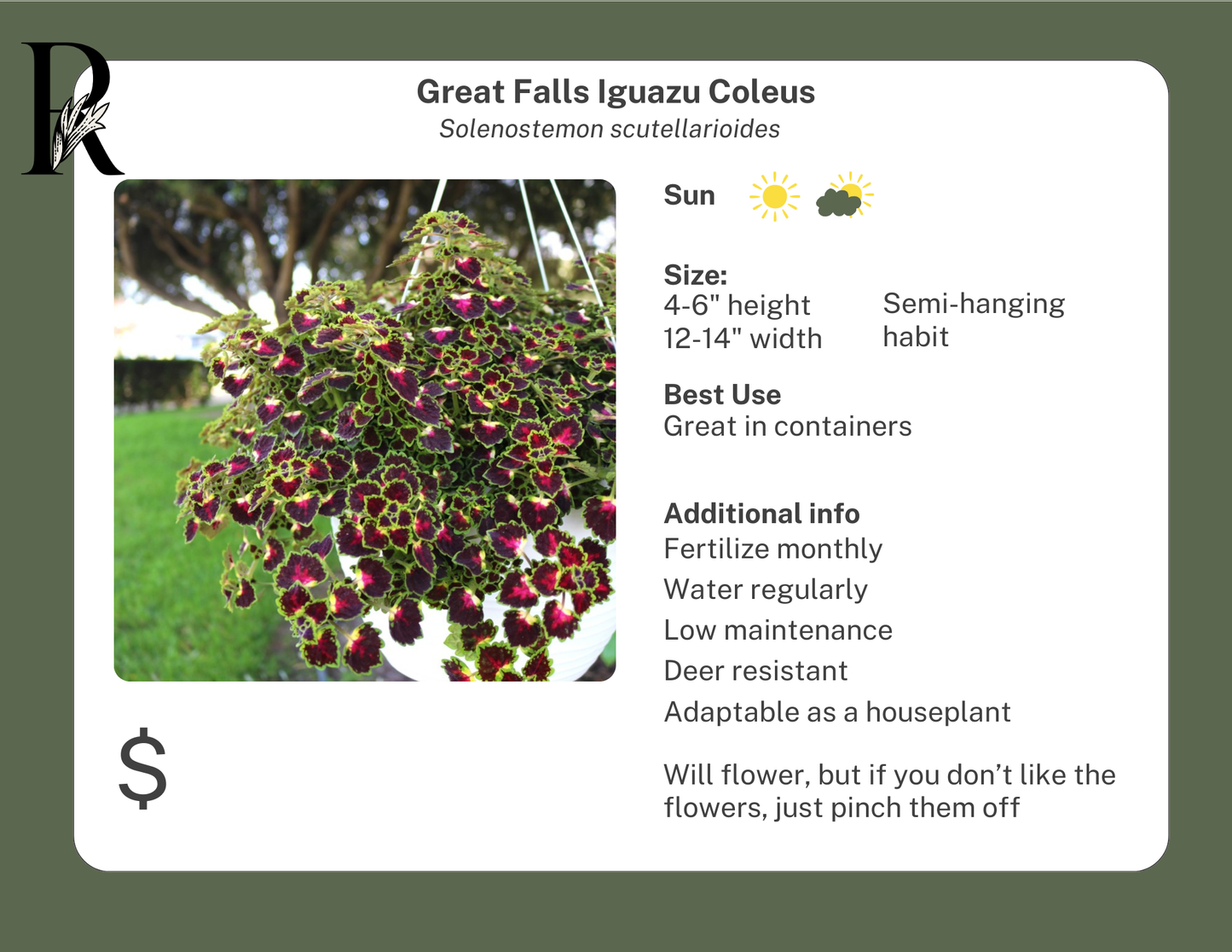 Great Falls Iguazu Coleus