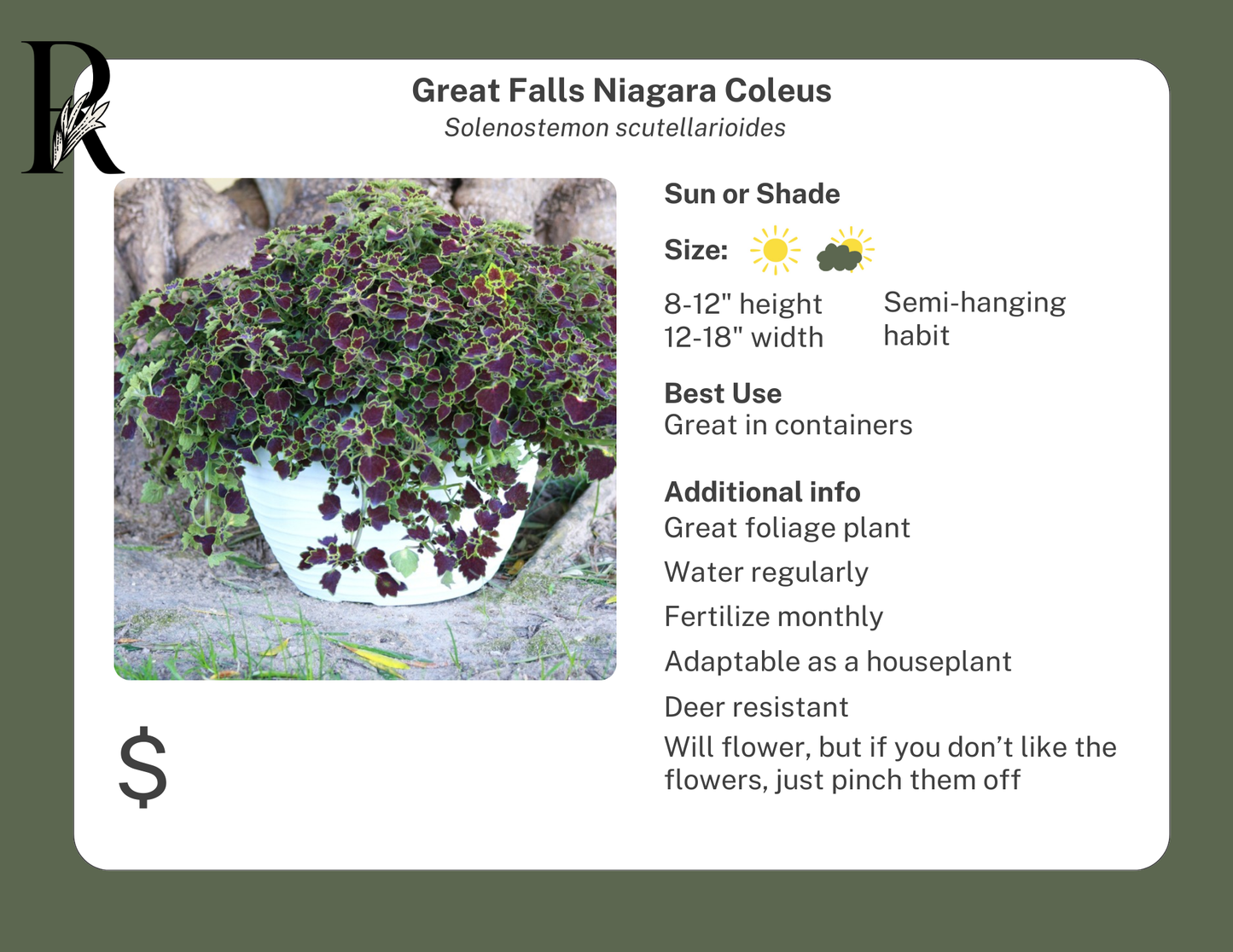 Great Falls Niagara Coleus