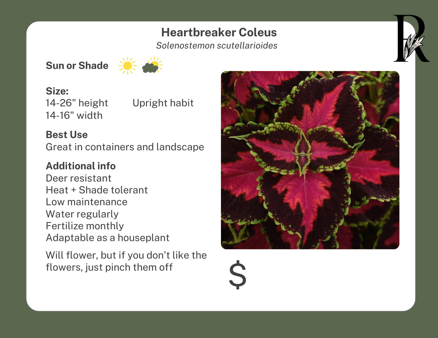 Heartbreaker Coleus