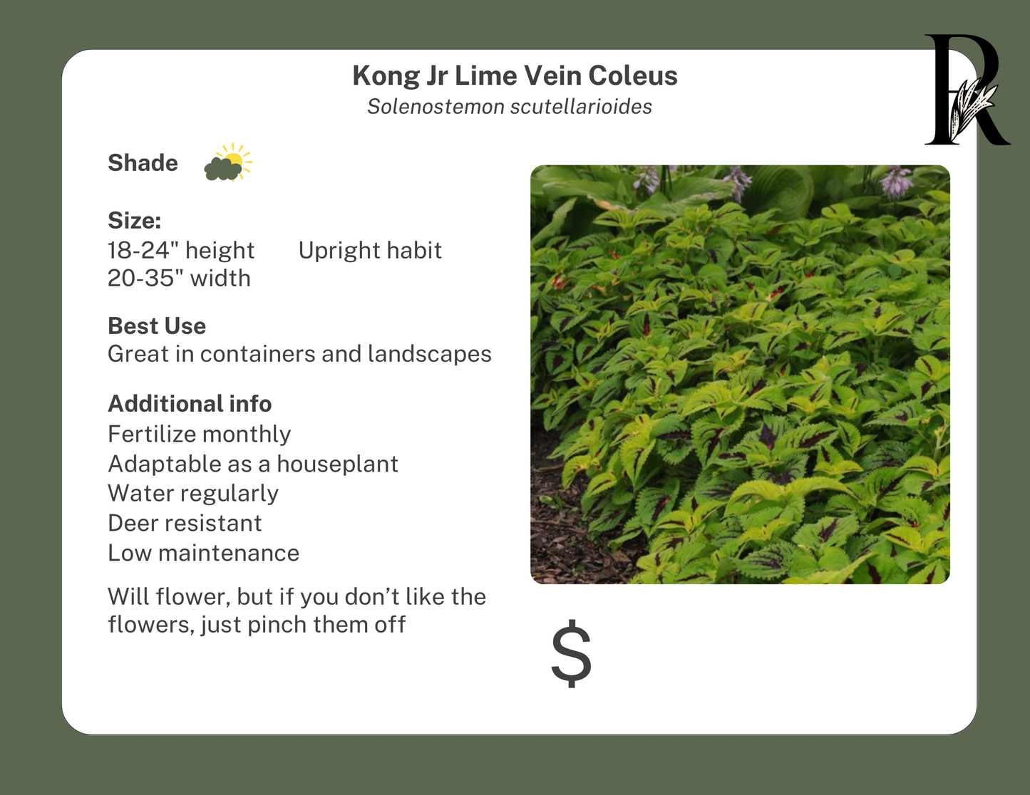 Kong Jr Lime Vein Coleus