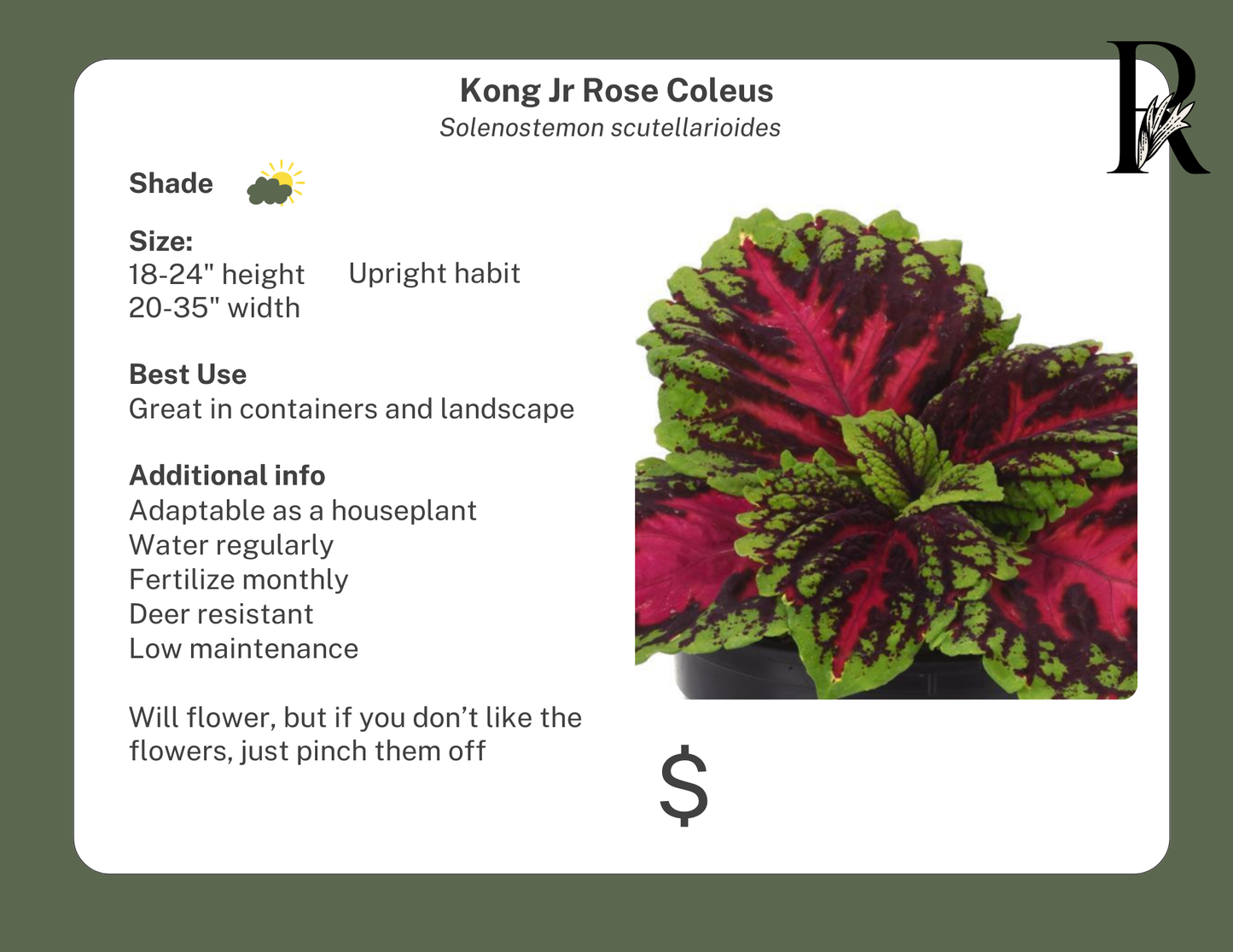 Kong Jr Rose Coleus