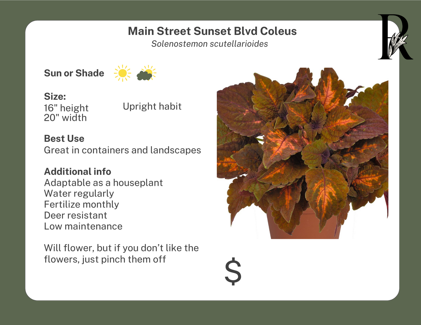 Main Street Sunset Blvd Coleus