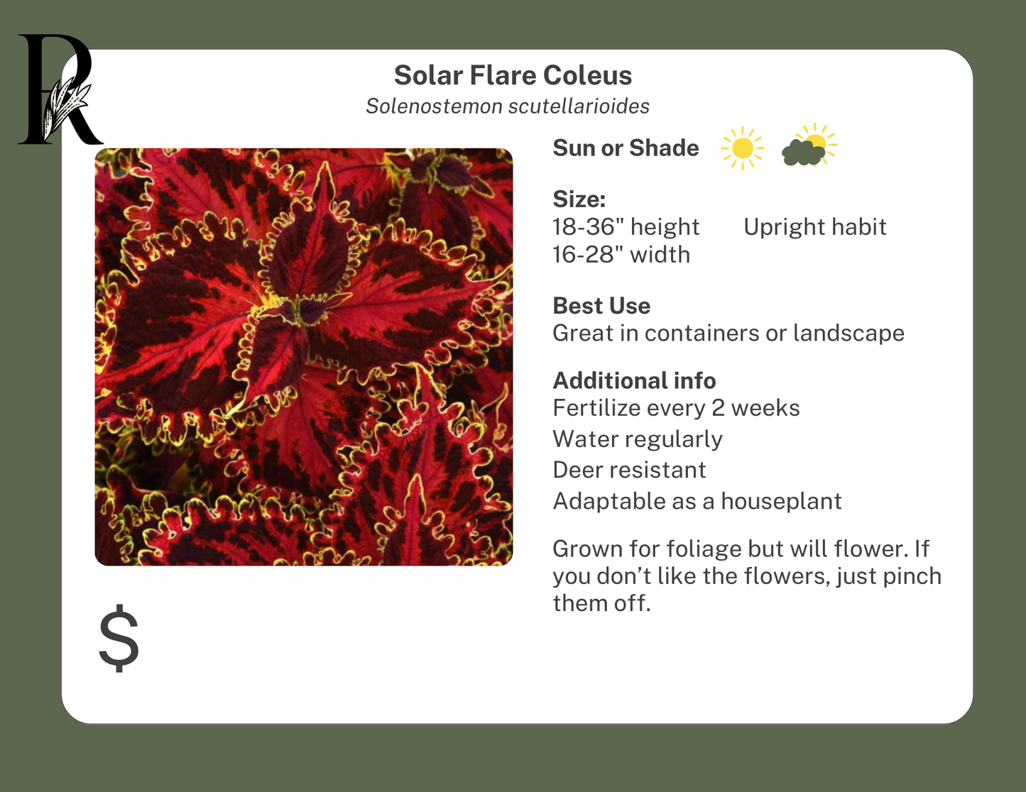 Solar Flare Coleus