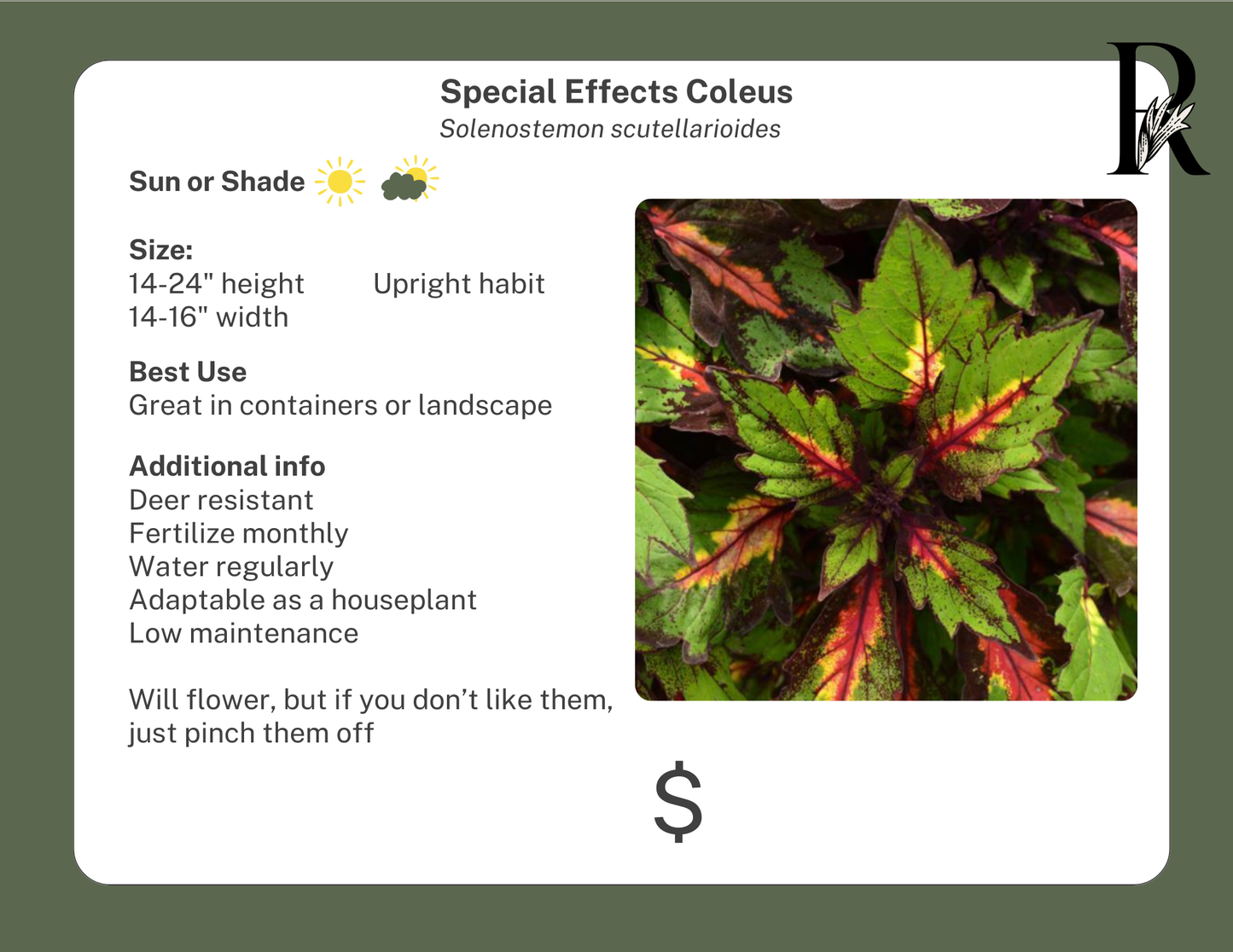 Special Effects Coleus