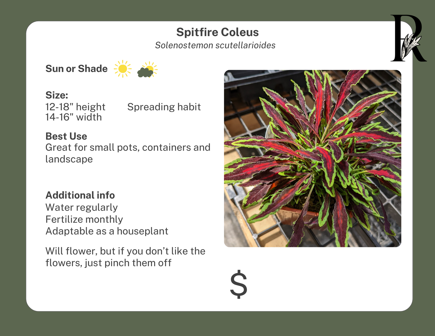 Microblaze Spitfire Coleus