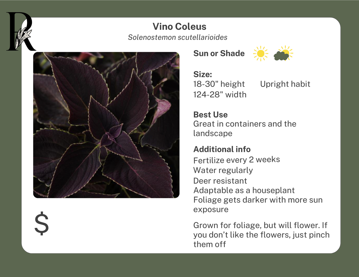 Vino Coleus