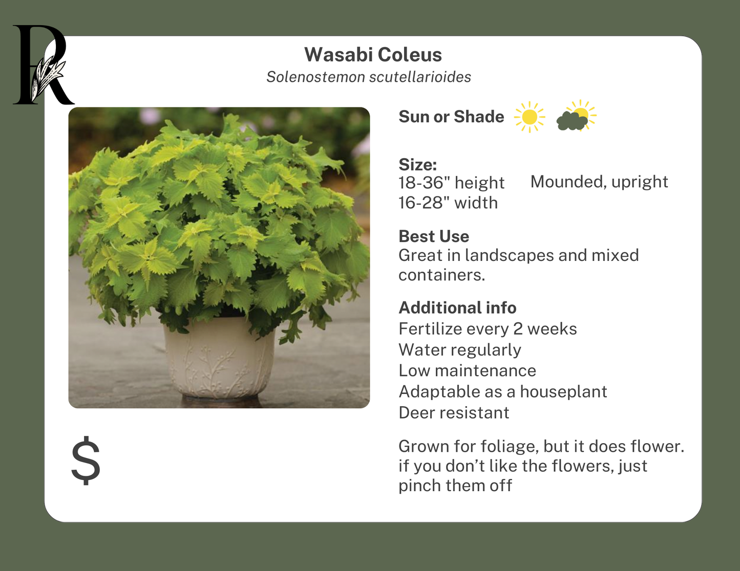 Wasabi Coleus