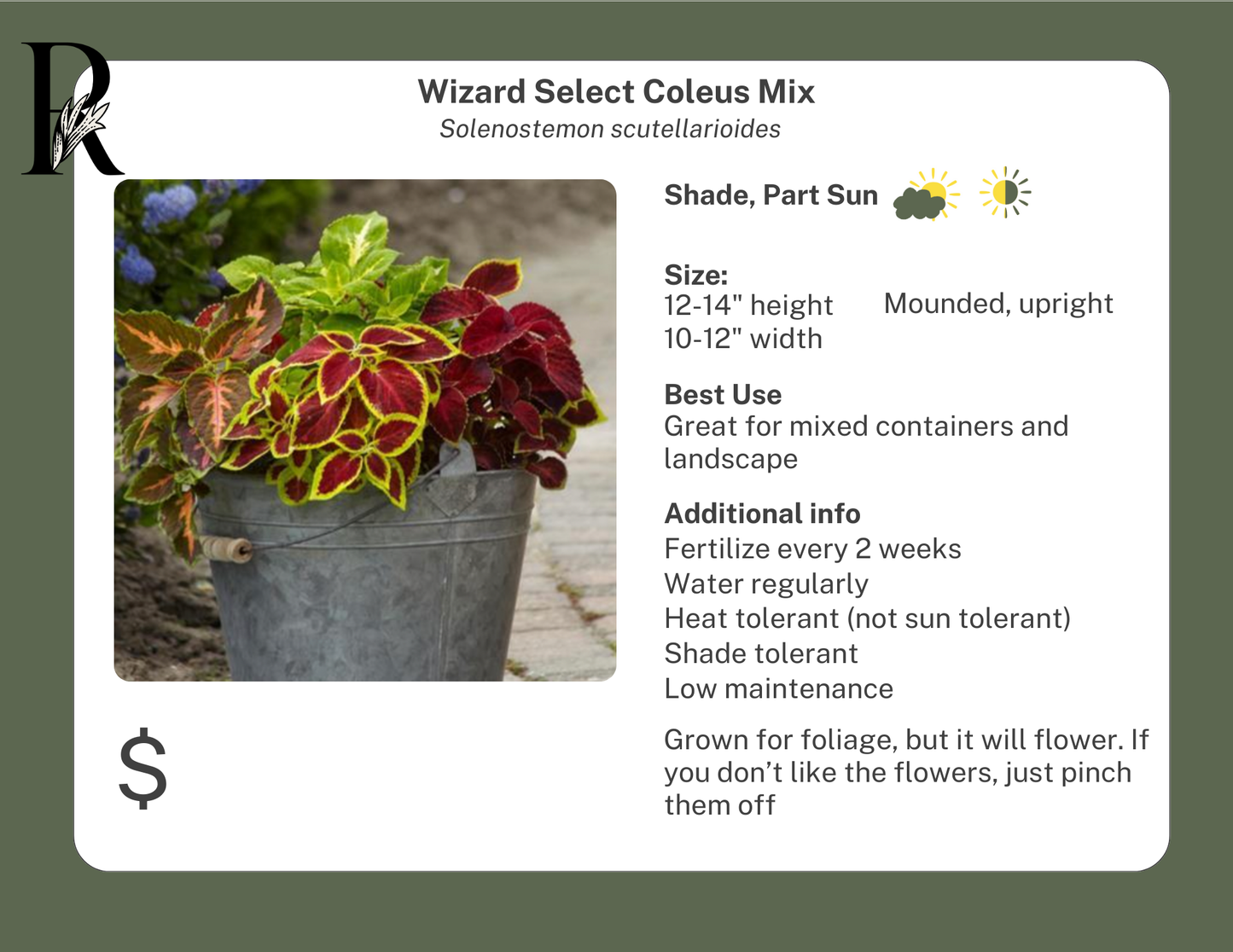 Wizard Mix Coleus