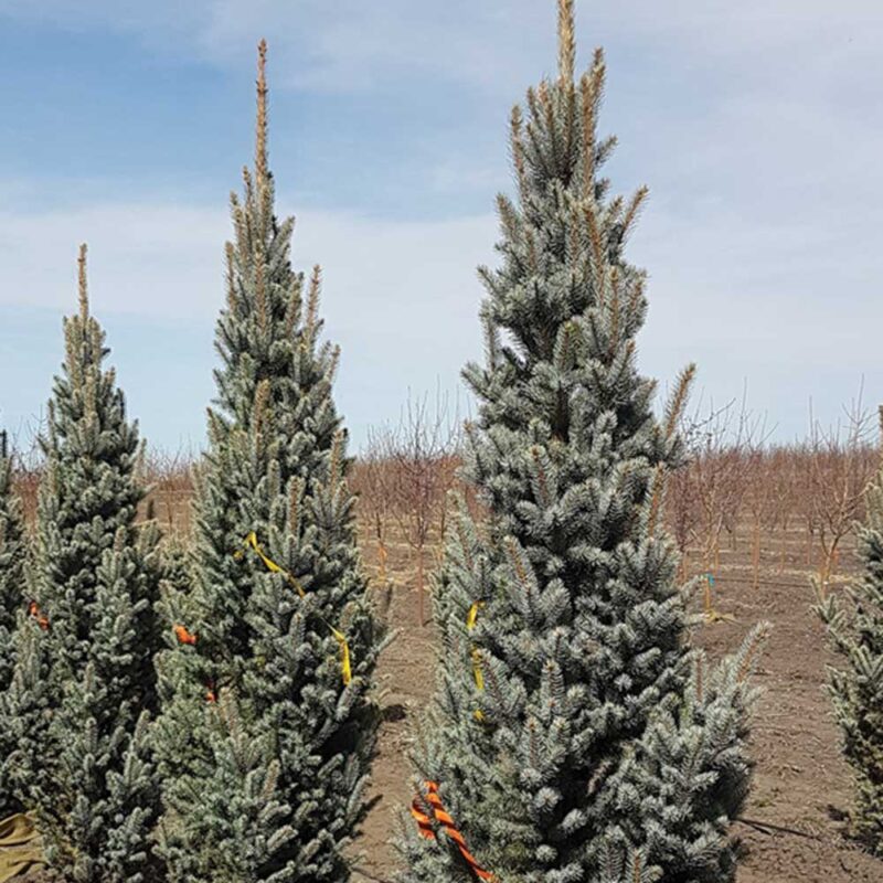 Columnar Blue Spruce