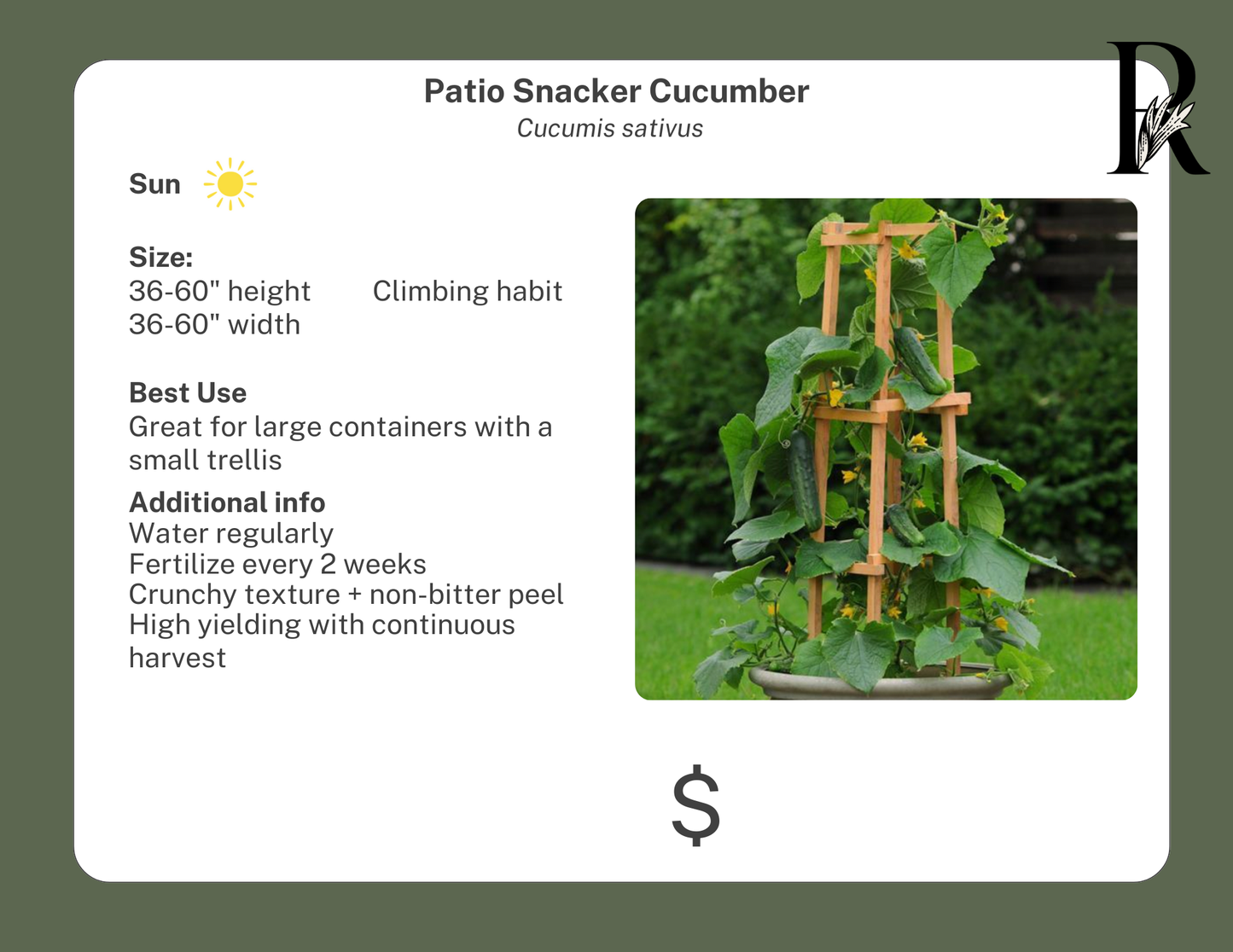 Patio Snacker Cucumber