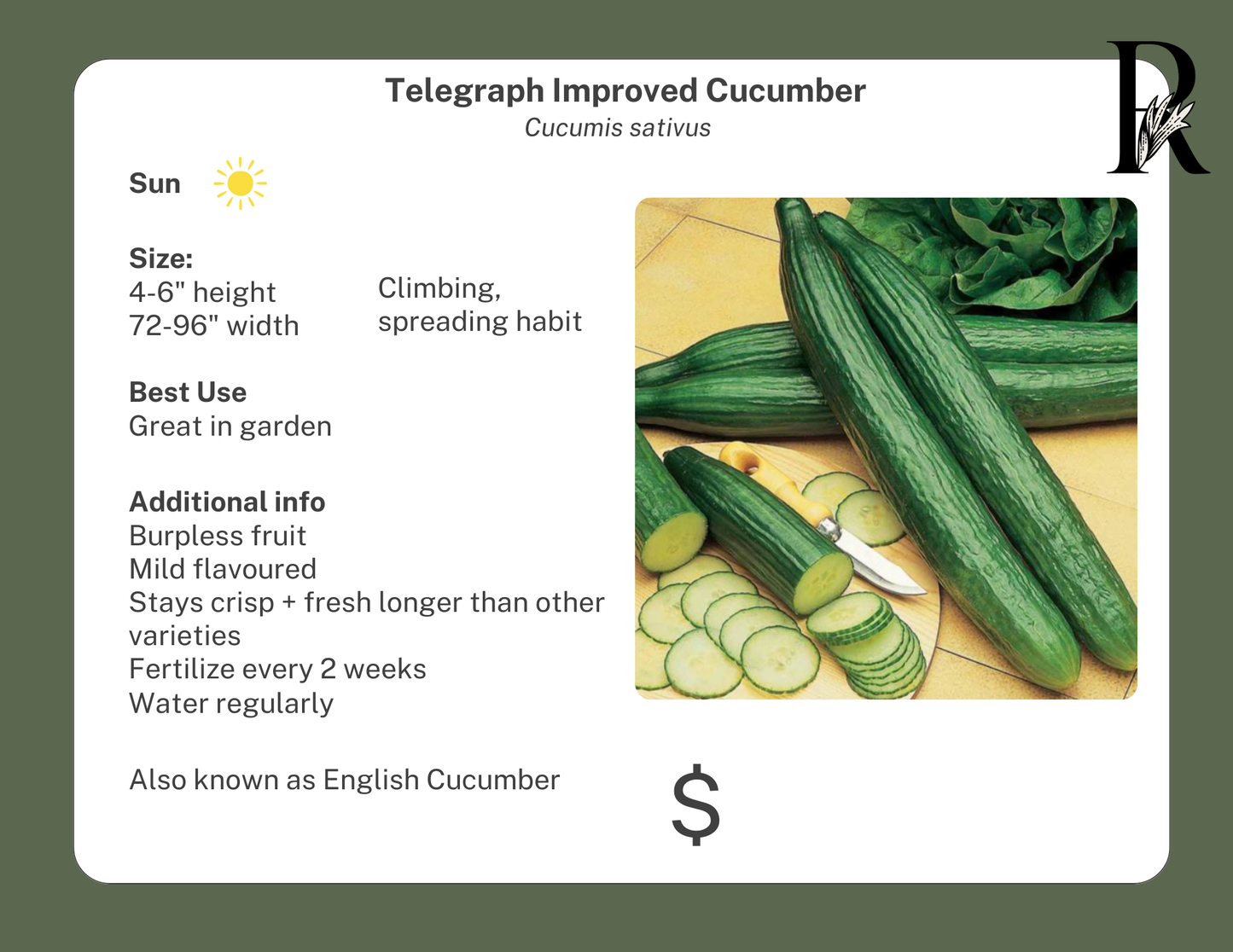 Telegraph Improved Cucumber