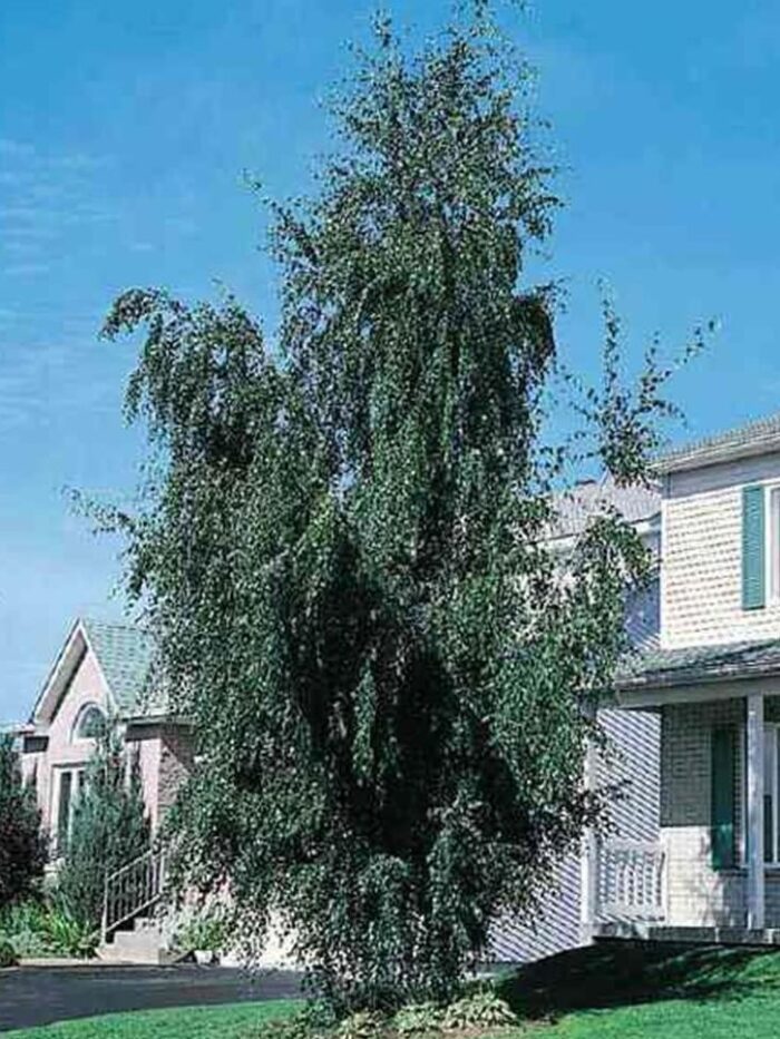 Cutleaf Weeping Birch