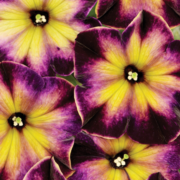Crazytunia Moonstruck Petunia