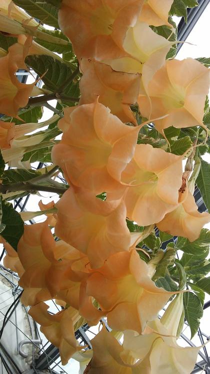 Variegated Apricot Brugmansia