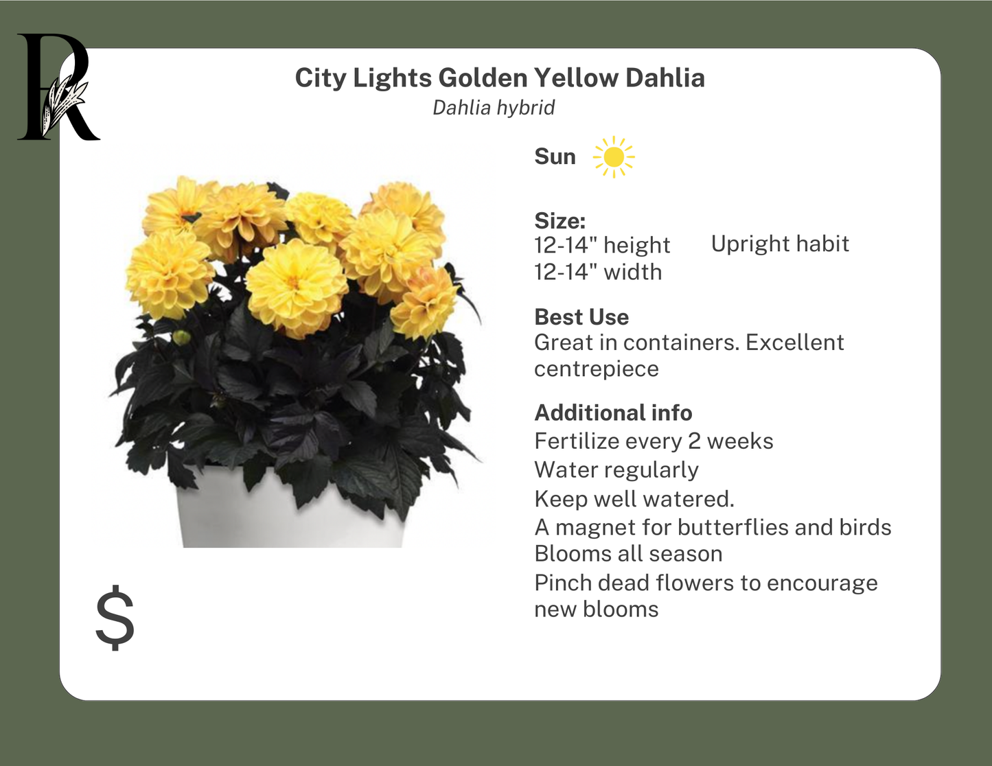 City Lights Golden Yellow Dahlia