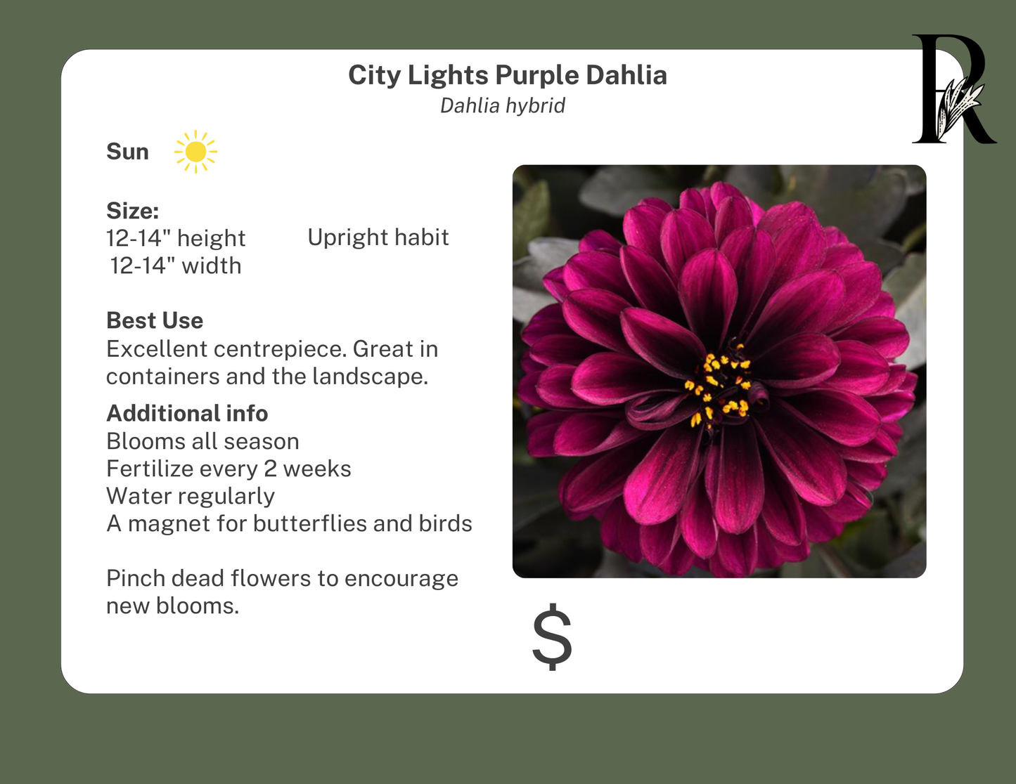 City Lights Purple Dahlia