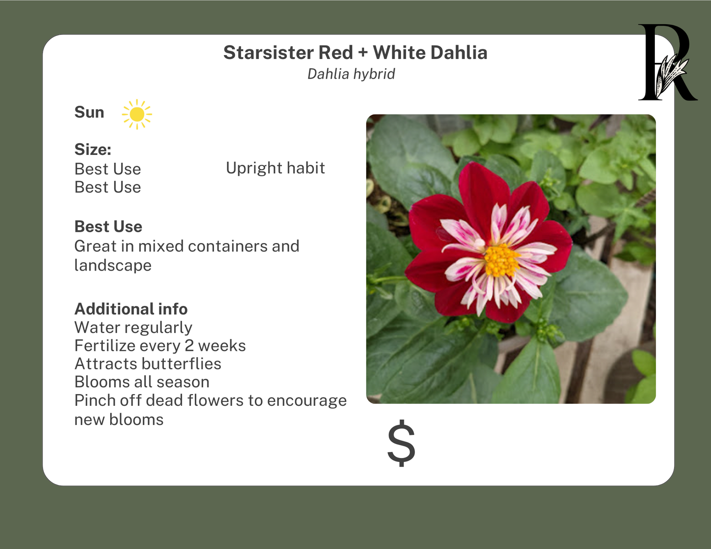 Starsister Red + White Dahlia