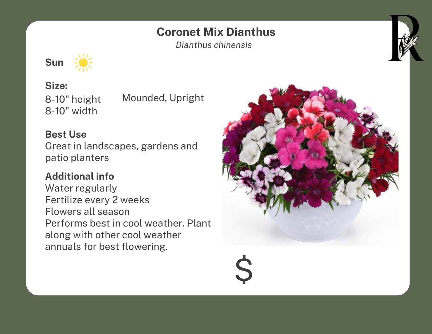 Coronet Mix Dianthus