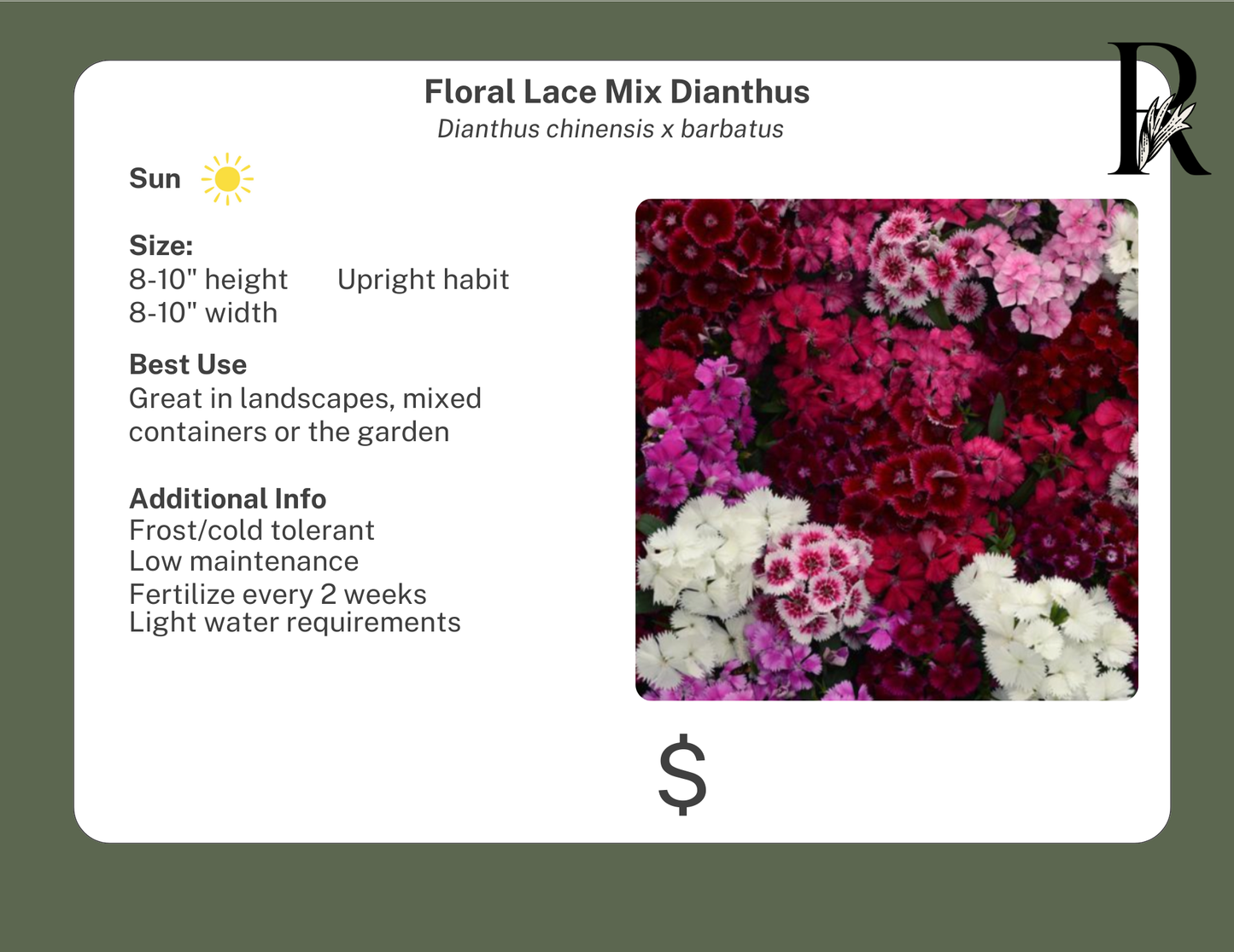 Floral Lace Mix Dianthus