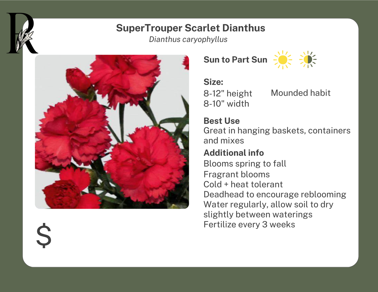 SuperTrouper Scarlet Dianthus