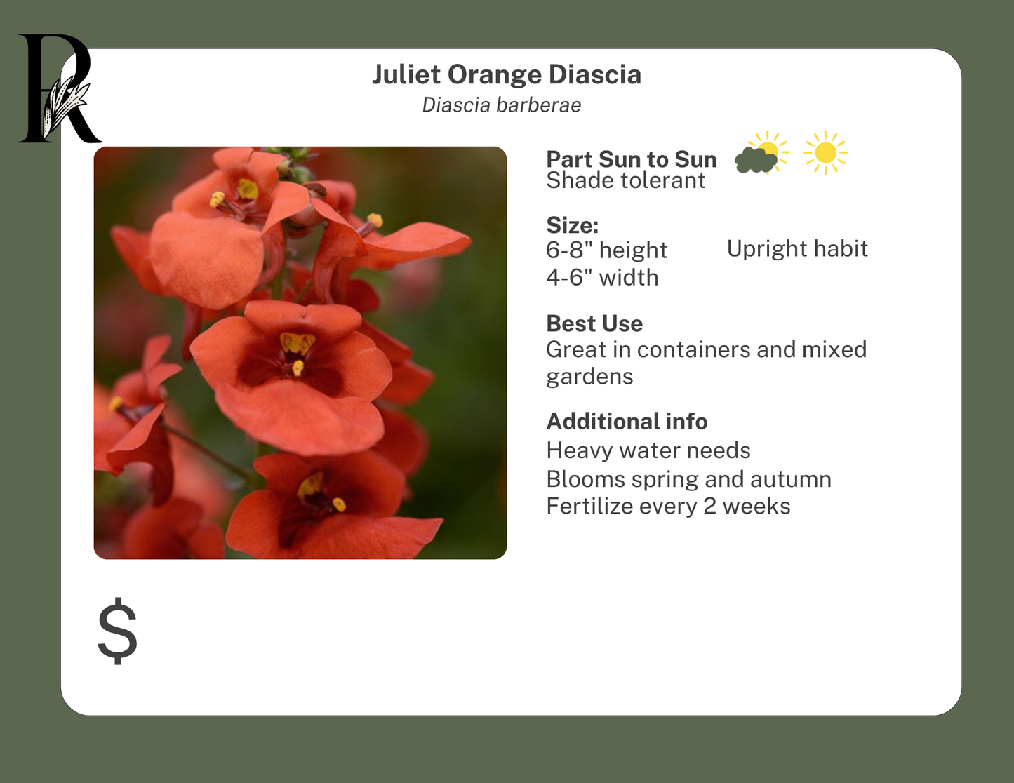 Juliet Orange Diascia